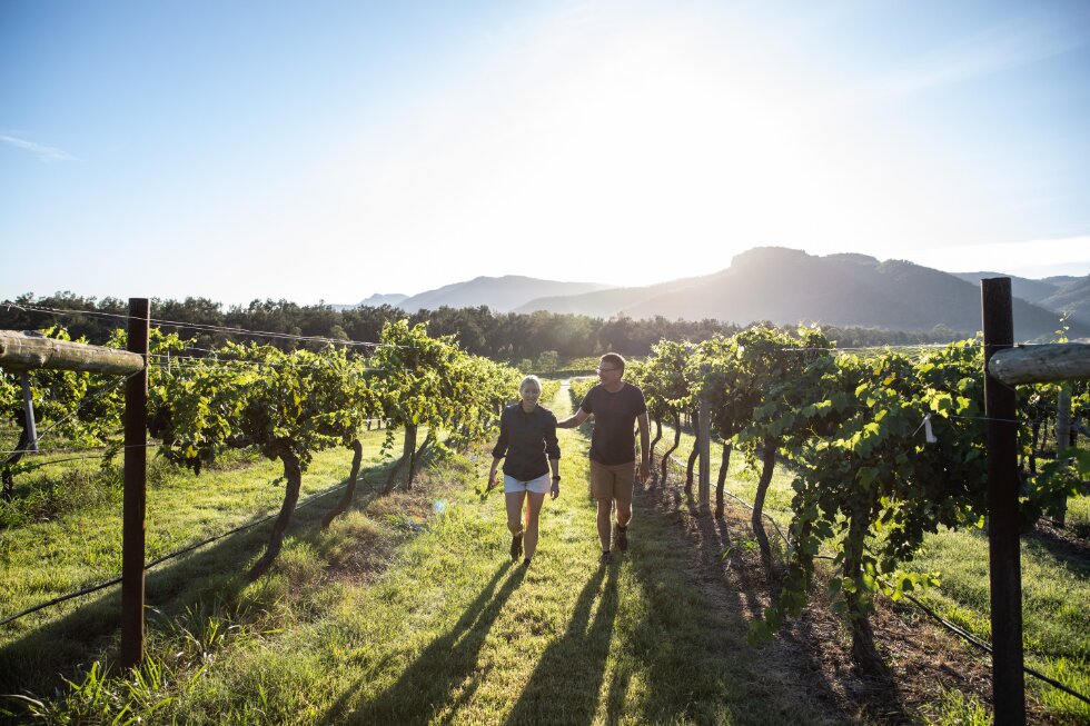 ISL Vineyard 980 x 652