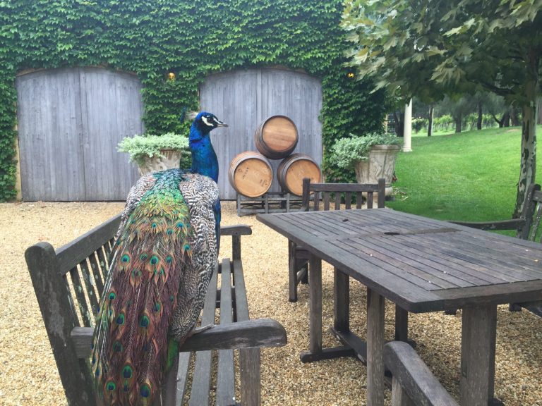 Peacock infront of CD 2048x1536 1 768x576